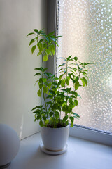 Chili pepper plant in white ceramic pot near window