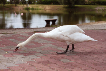Łabędź. © Aleksandra