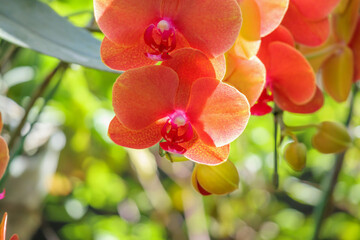 Beautiful Phalaenopsis Orchid flower blooming in garden floral background