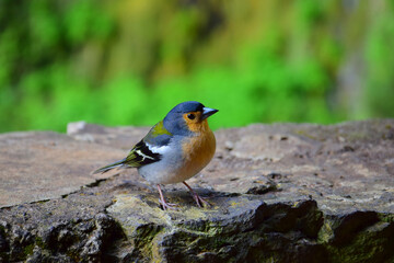 A Madeiran chaffinch (Fringilla coelebs maderensis), sitting on a rock. Madeira, Portugal.
