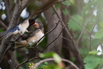 a close up photo of young birds swallows sitting on a tree branch waiting for food and a mother swallow feeding it against the background of a green tree branch