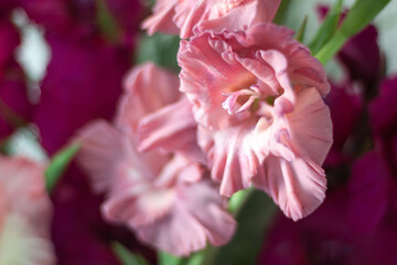 pink and white flower