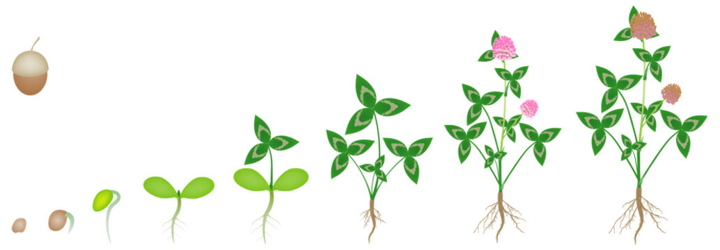 Cycle of growth of a clover plant on a white background.
