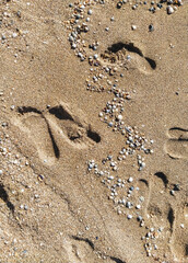 Many different prints of male and female legs on the sea sand with sea shells. Walk barefoot along the shore with footprints. Tourist rest.
