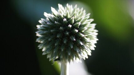 Globe thistle , chinos sphaerocephalus close up in the summer