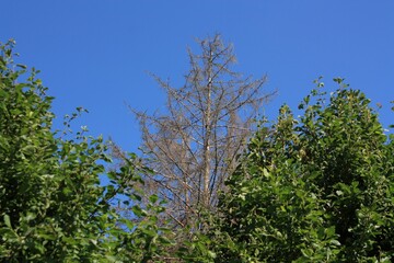Alte abgestorbene Nadelhölzer und junge grüne Bäume bei blauen Himmel und Sonnenschein in lippetal Büninghausen