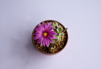 Planting a cactus in a flower pot is blooming