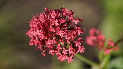 centranthus ruber, red valerian flower in bloom close up 
