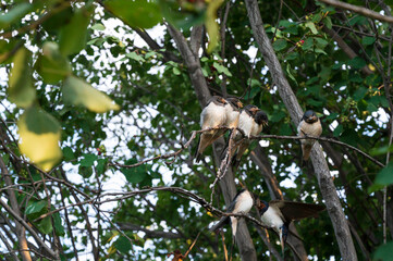 close up photo of young birds swallows sitting on a tree branch waiting for food and their mother swallow feeding them against the background of green leaves of a tree