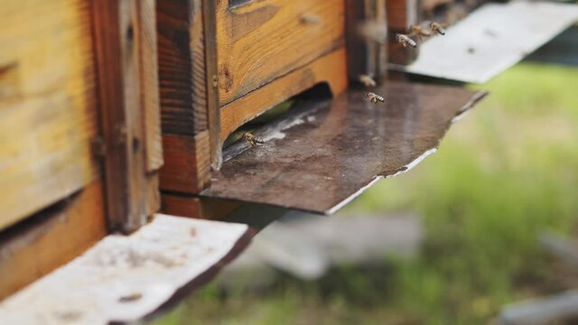 Swarm of worker honey bees collecting freshly flower nectar flying inside and outside beehives entrance. Honey. Apiary. Beekeeping. Insects.