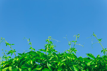 Green leaves of a climbing plant on a Sunny day against a blue sky. Background for the summer or spring season, green foliage, blue sky. Bottom view. Banner With space for text.