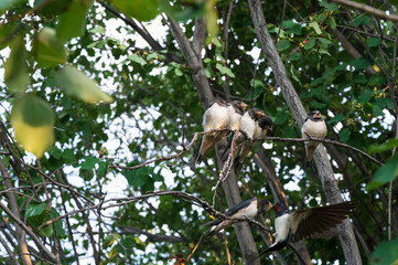 close up photo of young birds swallows sitting on a tree branch waiting for food and their mother swallow feeding them against the background of green leaves of a tree