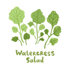 Watercress fresh culinary plant. Cute flat illustration. Green seasoning cooking herbs. Hand drawn vector icon on a white background. Watercress salad for soup, meat and other dishes