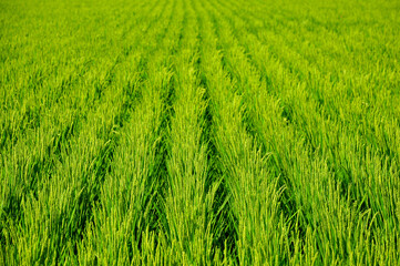 田んぼのアップ A view of a rice field shining in green