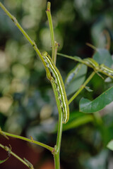 Green worms That eats leaves on trees