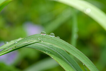 Dew drops on green grass leaf close up. meadow grass in drops rain, nature background.  pure water