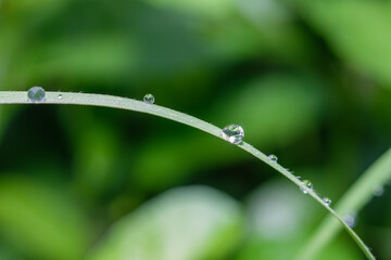Dew drops on green grass leaf close up. meadow grass in drops rain, nature background.  pure water