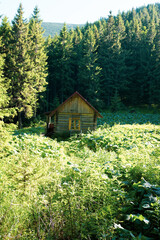 Old house in the mountains. Green forest area