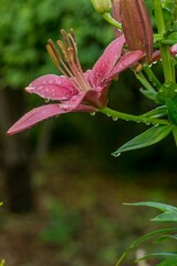 Obraz premium Różowa lilia ogrodowa w czasie deszczu