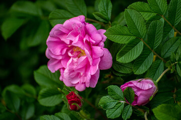 A Pink flowers of a wild rose in spring
