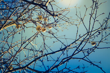 The last apples hang on the Apple tree in autumn. The leaves of the tree had fallen. Fruit forgotten to pluck from the tree. Autumn-winter. The sky blue color of the freeze.