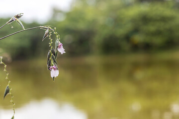 Closeup shot of tropical white pink pea flowers in contrast with water background 