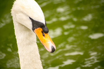 Obraz premium コブハクチョウ