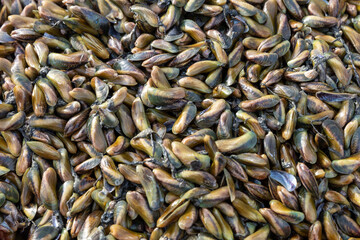 Closeup shot of fresh green brownish tropical mussels. Asian green mussel is a famous seafood and economic sea product