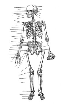Human skeleton anatomy / Vintage and Antique illustration from Petit Larousse 1914	