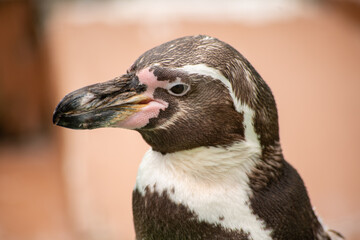 フンボルトペンギン