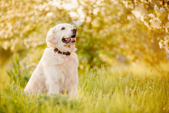 Smiling labrador retriever dog sitting in grass on summer day