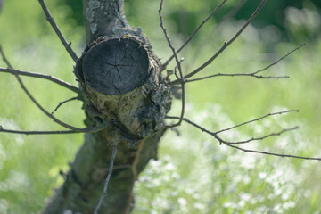 Sawn trunk of an old tree on a background of summer herbs and flowers.