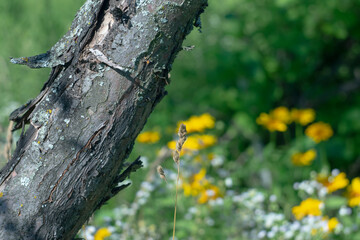 The bark of the trunk of an old tree on a background of summer herbs and flowers.