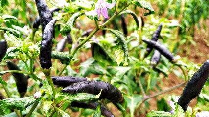 Black chili in the farm