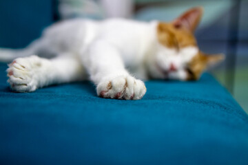 Home happy cat resting in silence and lying on a soft sofa.