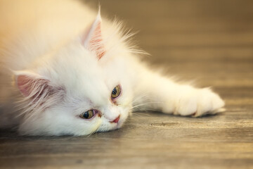 Felis catus or Persian cat rolling on the floor. Lazy cat relax or rest on the floor.