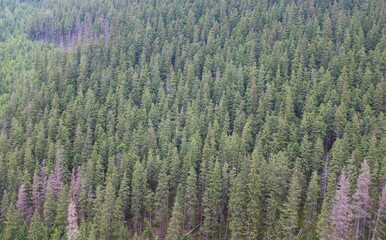Coniferous forest landscape. Green trees in national park