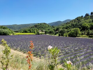 Balades en Provence - Ménerbes