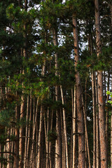 Trees In The Middle Of Forest