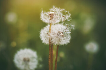 Among the green grass on long stalks grow fluffy flowers of dandelions, from which the wind blows the seeds.