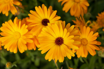 close-up of a beautiful orange marigold flower on a background of green grass
