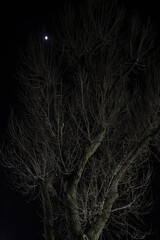 Tree in a winter night