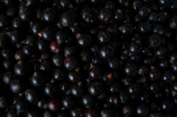 photo of collected black currant berries in the garden