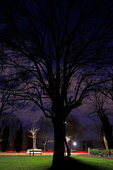 Tree in a winter night