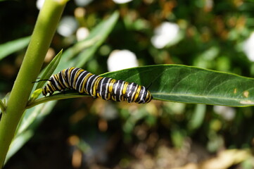 lovely monarch caterpillar