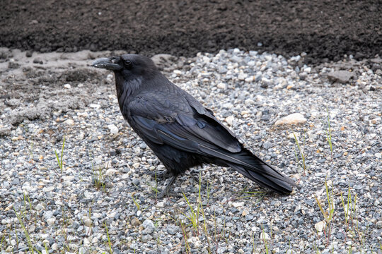 Raven perching on the ground.   Banff National park  AB Canada 
