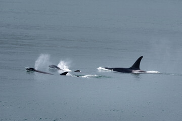 Pod of orca's swimming in the Salish sea in British Columbia Canada