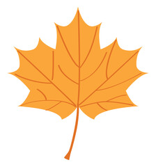 秋のオレンジ色の楓