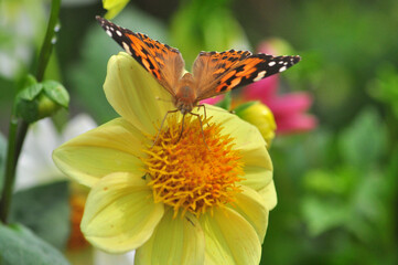 butterfly on flower