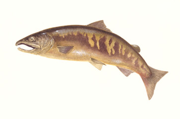 연어 (와트만지 / 수채화)